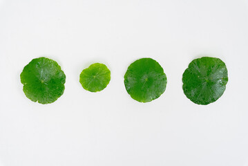 Top view glass beaker containing water and Centella asiatica decorated with erlenmeyer flask and...