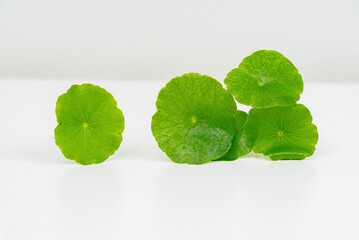 A glass beaker containing water and Centella asiatica decorated with erlenmeyer flask and round...