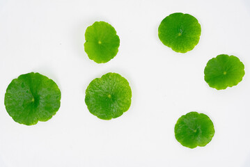 Top view glass beaker containing water and Centella asiatica decorated with erlenmeyer flask and...