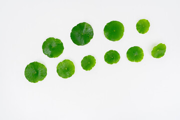 Top view glass beaker containing water and Centella asiatica decorated with erlenmeyer flask and round podium