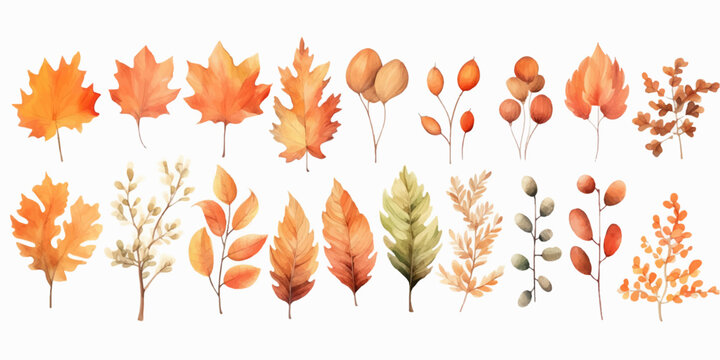 Vector watercolor Set of fall leaves, maple leaf, acorns, berries, spruce branch. Forest design elements. Hello Autumn illustrations. Perfect for seasonal advertisement, invitations, cards