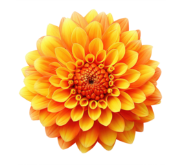 Orange dahlia flower isolated on transparent background, top view