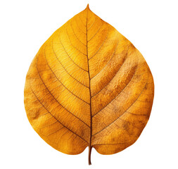Yellow autumn leaf isolated on transparent background