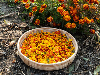 dried marigold flowers, dried flowers