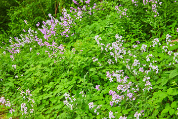 Fototapeta na wymiar Hill covered in green plants and purple and white Dames Rocket and Oxalis Triangularis flowers-2