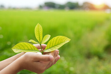 Saplings grow on piles of coins. Investments. Business growth. and green business concept