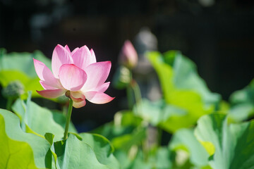 Obraz premium 三室戸寺の蓮花