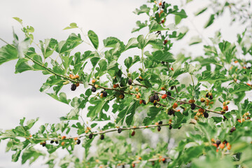 Mulberry fruit and tree. Black ripe and red unripe mulberries tree on the branch. Fresh and Healthy...