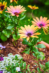 Cluster of blue eyed African Daisies blooming on bright summer day in flower pot with mulch