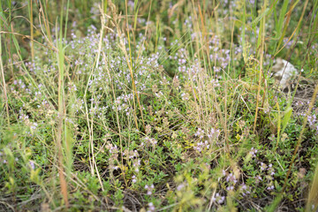 Blossoming pink herb Thymus serpyllum, Breckland wild thyme, creeping thyme or elfin thyme close-up. Beautiful medicinal and food plant in the summer field