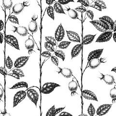 Wild rose flowers drawing and sketch with pointillism on white backgrounds. Vintage pattern of branch with rosehip fruits and leaves.
