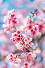 Fototapeta na wymiar Beautiful Pink Cherry Blossom on nature background, Sakura flower blooming