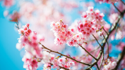 Beautiful Pink Cherry Blossom on nature background, Sakura flower blooming