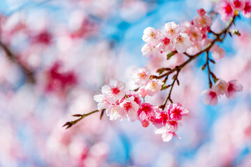 Beautiful Pink Cherry Blossom on nature background, Sakura flower blooming