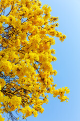 Yellow Trumpet flower blooming on the tree Path through a beautiful road, Handroanthus chrysanthus