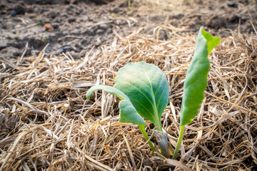 Young seedlings of white cabbage grow in a garden bed, the soil is mulched with dry grass