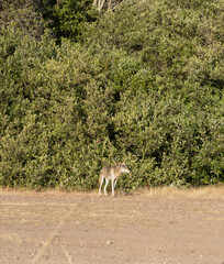 The coyote on the road.
