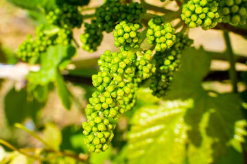 Vineyard with young buds of grapes. Green unripe grapes close up