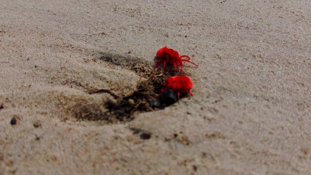 Small pair of red velvet mites trombidiidae burrow and crawl on Sandy soil earth