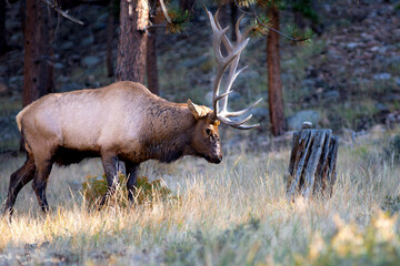 Naklejka na ściany i meble Elk in the Rocky Mountains
