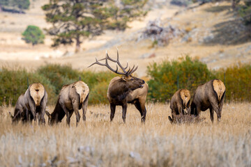 Obraz na płótnie Canvas Elk in the Rocky Mountains