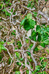 Thick tangled vines with large green leaves vertical stock image