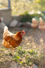 red hens in a paddock