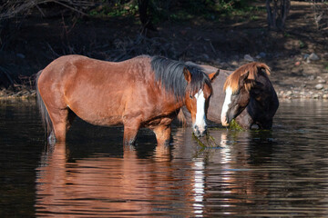 Two bay wild horse stallions feeding on water grass in Arizona United States
