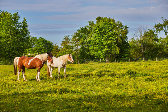 Sunny yellow field with two brown and white paint horses in front of forest