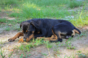 Young male purebred rottweiler (7 months) laying down 