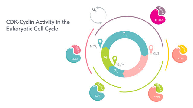 CDK cyclin activity in the cell cycle biology vector illustration infographic
