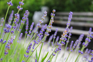 lavender flowers in the garden