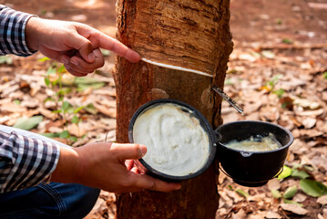 Rubber plantation unidentified rubber planters work diligently, skillfully harvesting latex from...