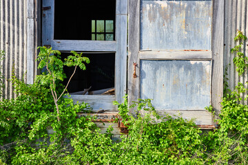 Fototapeta na wymiar Green plant overgrowth choking abandoned building entrance