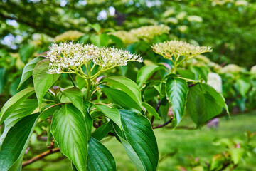 Budding Walter Dogwood plant with blurred garden background in summer