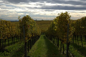 Weinberge Südliche Weinstrasse