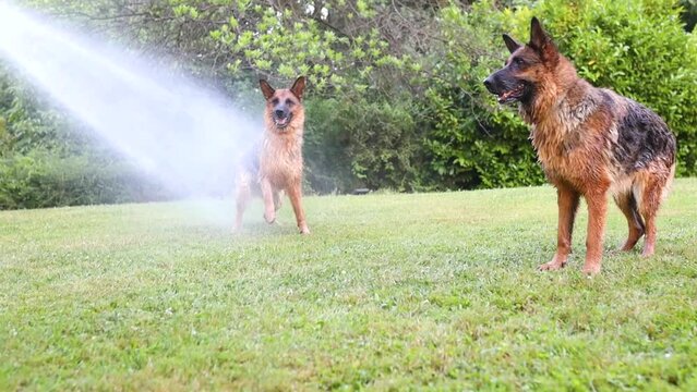 Cinematic slow-motion shot of german sheperd dogs being sprayed at with a water hose, drinking the water and interacting with it, Dog, Slomo