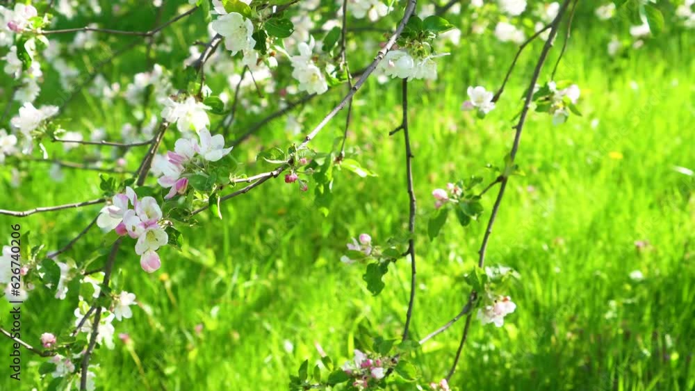 Wall mural A closeup shot of blooming apple blossom flowers. Blooming apple tree. Spring flowering of trees. toned.