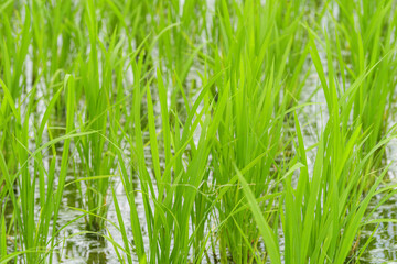 Fototapeta na wymiar Rice seedlings planted in paddy field, taken in summer
