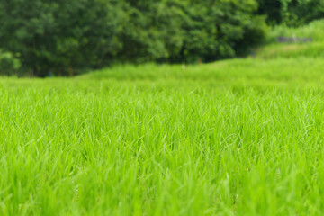 Rice seedlings planted in paddy field, taken in summer