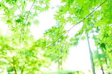 fresh green Japanese maple