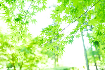 fresh green Japanese maple