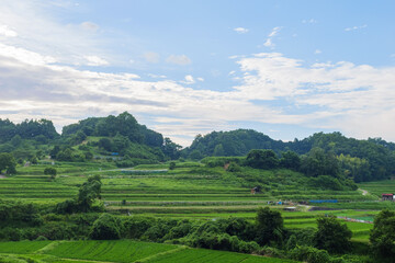 Scenery of terraced rice fields in a farming village, summer