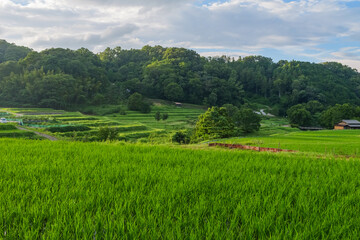 Fototapeta na wymiar Terraced rice field scenery at dusk, agriculture