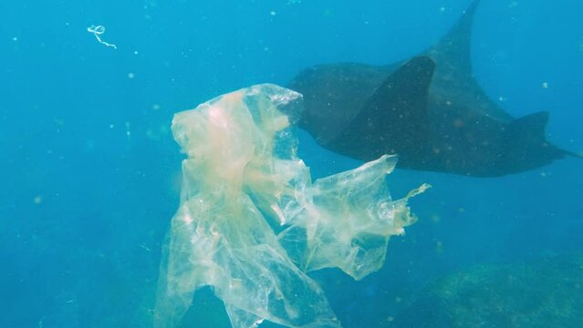 Plastic bags in clear water Huge sea manta ray floats ocean. Plastic bags decompose in saline water, turning into microplastics. Cinematic shot of ocean Swimming with manta rays in Bali Nusa Penida