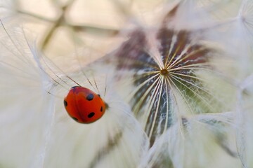 ladybug on a flower