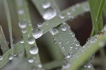 water drops on a grass