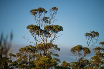 beautiful gum Trees and shrubs in the Australian bush forest. Gumtrees and native plants growing in Australia