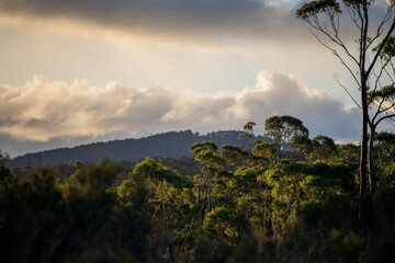 Fototapeta na wymiar beautiful gum Trees and shrubs in the Australian bush forest. Gumtrees and native plants growing in Australia