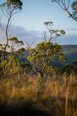 beautiful gum Trees and shrubs in the Australian bush forest. Gumtrees and native plants growing in...